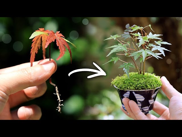 【1 year growth record】Collection of MAPLE sprouts to the making MINI BOMSAI 【Bonsai diary 7/17】