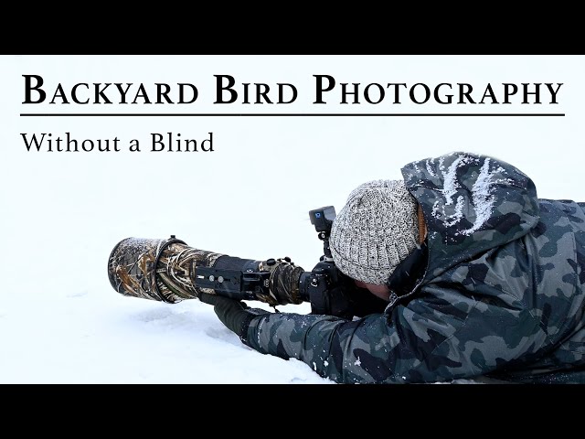 Backyard Bird Photography without a Blind with the Nikon Z9 | Birding in February