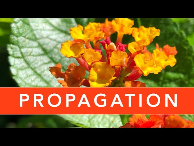 How to PROPAGATE Lantana? | Lantana plant propagation
