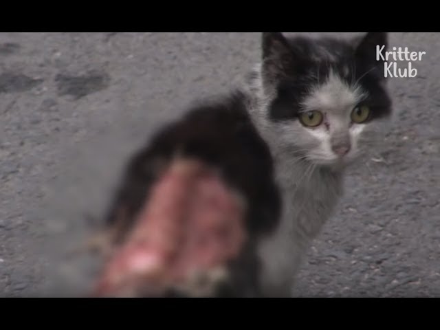 Stray Cat With A Severely Wounded Back (Part 1) | Kritter Klub