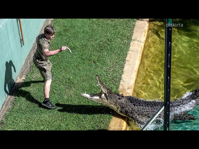 Scrappa Chasing Robert Irwin Around His Enclosure | Australia Zoo