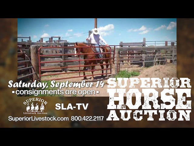 2019 Superior Horse Auction September 14.