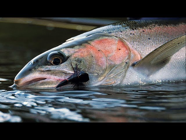 Desert Dries - Dry Fly Spey Casting for Steelhead Fly Fishing by Todd Moen