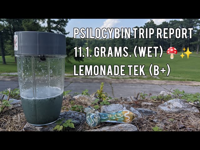 Psilocybin Trip Report : 11.1 grams (wet) - B+ #LemonTek #psychedelic #shrooms