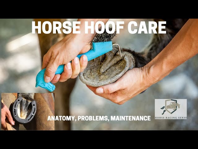 Horse Hoof Care: Anatomy, Problems & Maintenance Tips