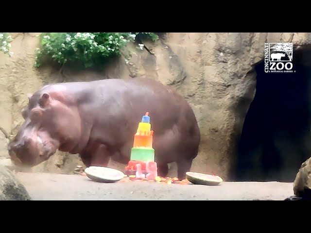 Hippo Tucker Celebrates His Birthday With Fiona and Bibi - Cincinnati Zoo