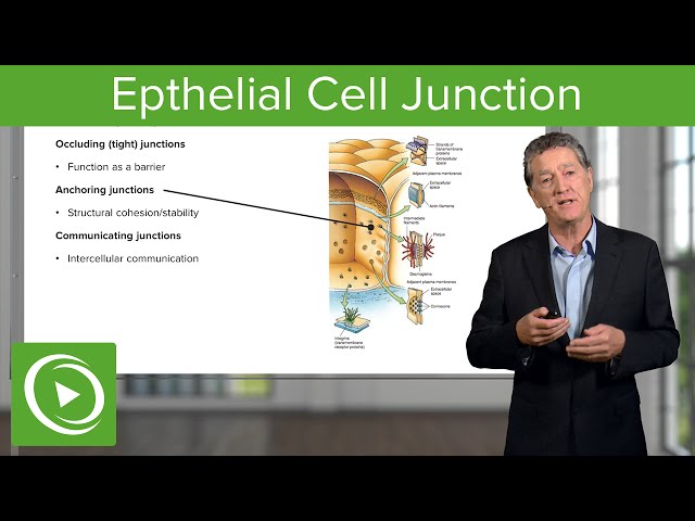 Eptihelial Cell Junctions  – Histology | Lecturio