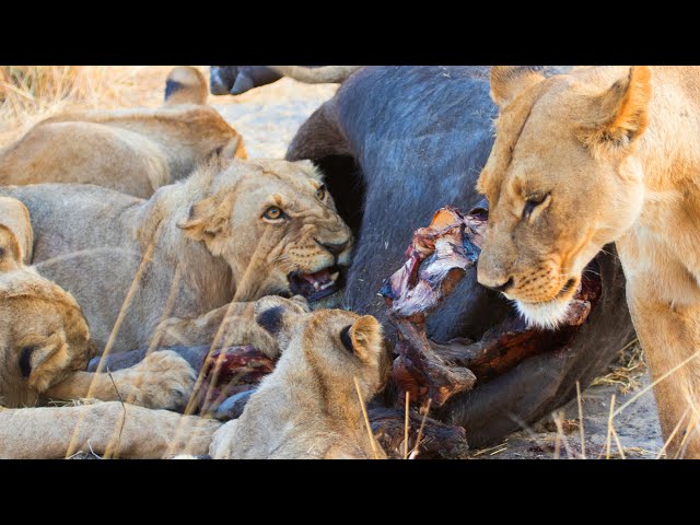 Lions Eating Their Prey in Botswana