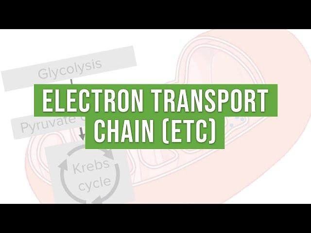 The Electron Transport Chain (ETC) | Molecular and Cell Biology