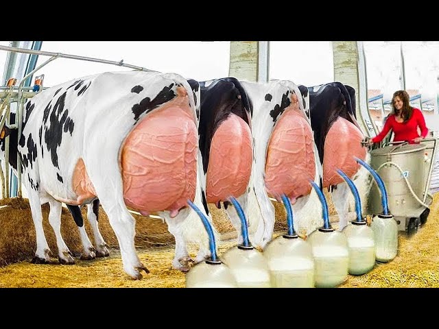 Feeding Calves, Hoofs Treatment, Pretty Girls on the Farm, Milking, Stacking Straw