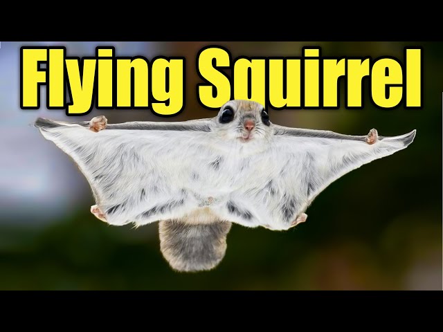 The Flying Squirrel: The Glider of the Night
