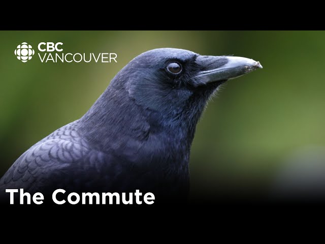 Thousands of crows flock to Burnaby every day to roost. Witness their spectacular journey.