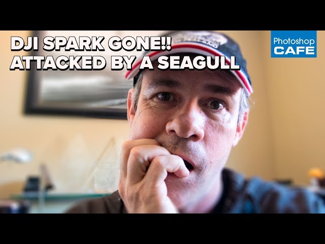 My DJI SPARK GONE! Seagull ATTACKS DRONE, CRASHED in ocean