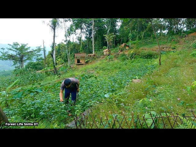 Return to the old land to find food, Harvest corn, take care of the peanut garden  | Ep.212