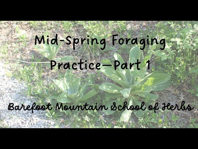Mid Spring Foraging Practice - Part 1
