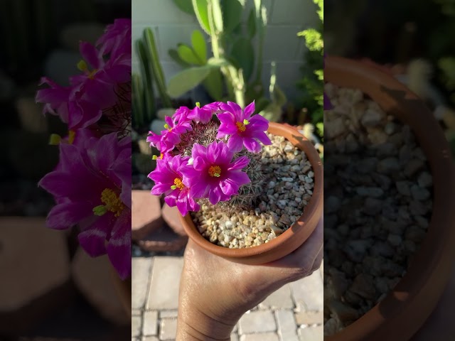 Hot and beautiful Mammillaria bartshella shumannii #cactuscaffeine #cactus #cactusflower
