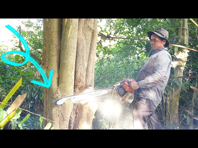 Big Tree Felling Skills With Chainsaw Stihl MS070 Wood Cutting Machine