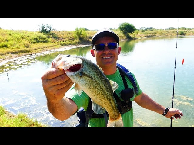 Fish This Rig and Catch Pond Bass!!