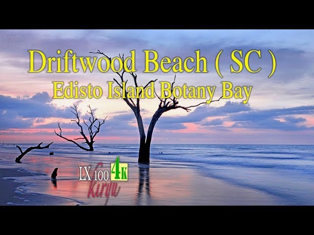 Driftwood Beach ( Edisto Island Botany Bay ) SC
