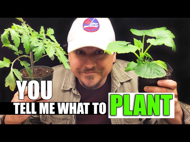 Worldwide Community Garden Bed Project - You Pick The Plant