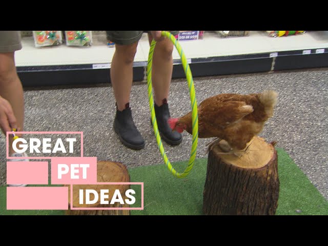 How to Teach Your Pet Bird to Perform Tricks | PETS | Great Home Ideas