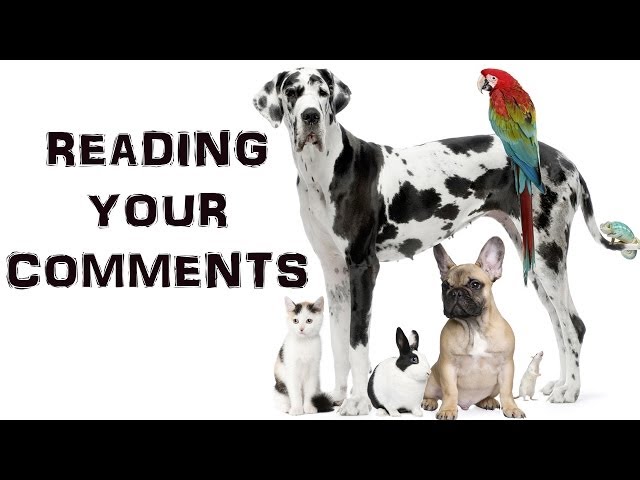 DO YOU HAVE PETS? | Reading Your Comments #27