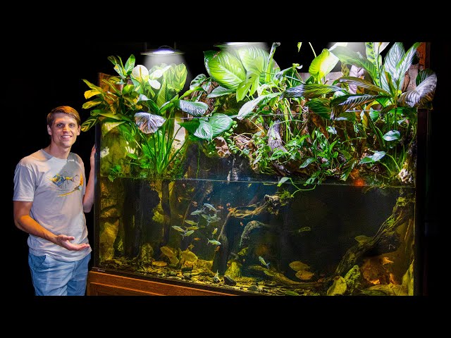 The Truth About My 350 Gallon Jungle Paludarium (1 Year Later)