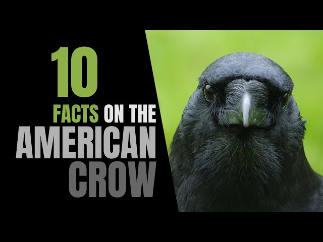 10 Fun Facts About the American Crow