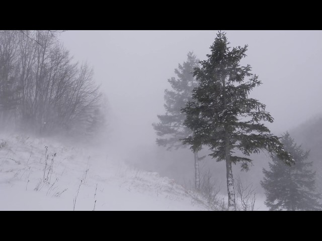 Snow Blizzard Relaxing Wind Sounds 2 Hours / Strong Winds Blowing Snow (Relax, Sleep, Study,...)