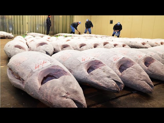 How CANNED TUNA Is Made | How Tuna Fish is Preserved in Cans?