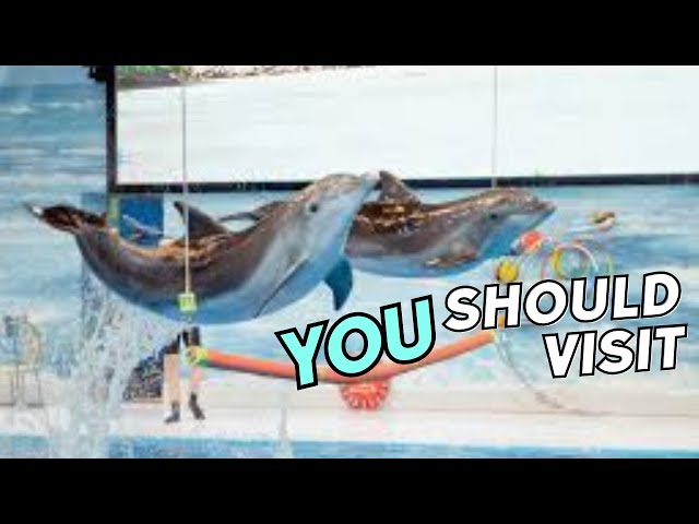 Best of Dubai Dolphin & Seal Show | Dubai Dolphinarium