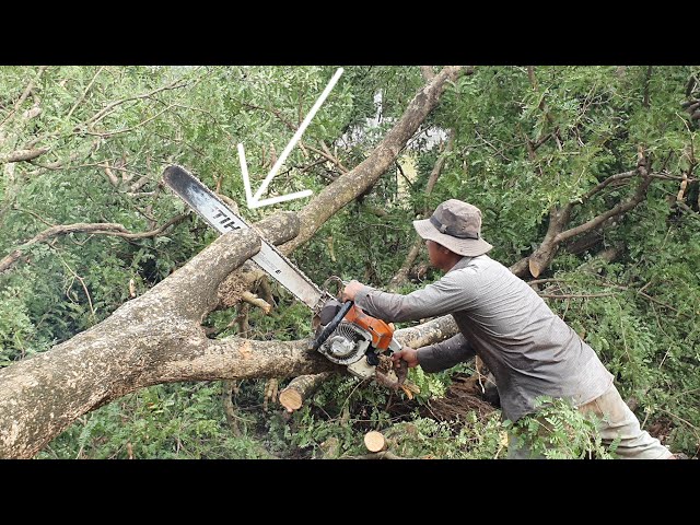 Cutting Tamarind Tree With Chainsaw STIHL MS 070 Wood Cutting Machine