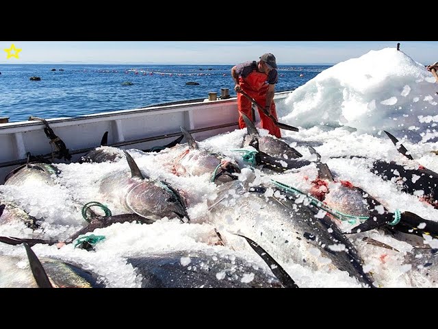 Modern technology Catch Tuna at Sea - How to catch hundreds of tons of tuna on the sea
