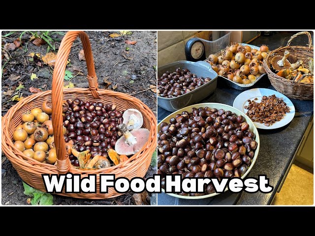 Foraging Walk in Autumn- Nuts / Fruits / Mushrooms