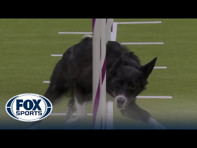 Vanish the Border Collie wins the 16" class in the Masters Agility Championship | Westminster