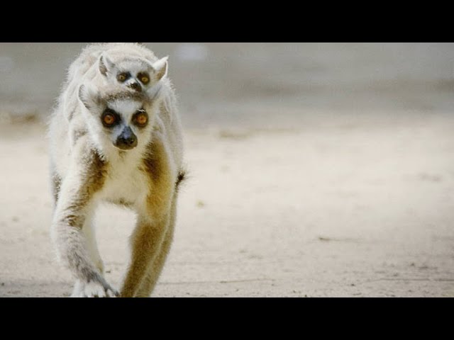 These Feisty Female Lemurs Fight With Babies on Their Backs