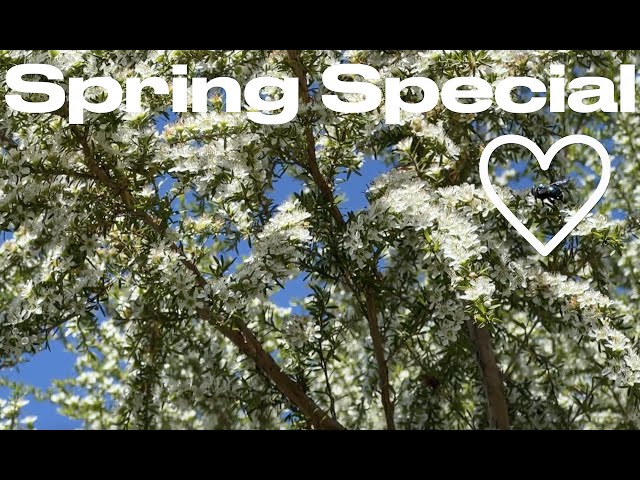 Spring Special - From Degraded to Primary Production - Regenerative Farming Revolution in Australia