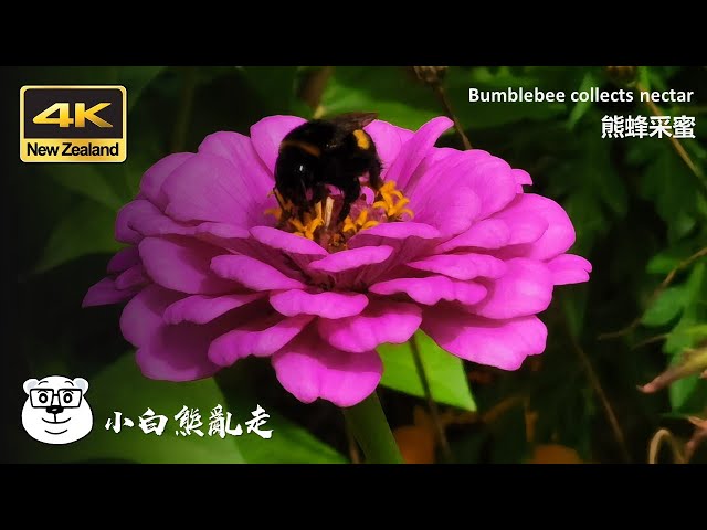 20210328A 4K Bumblebee collects nectar 熊蜂采蜜