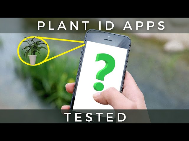 What Plant Identifier App Is Best?  I Tested Them,.
