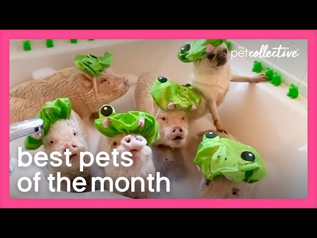 Best Pets of the Month  | The Pet Collective