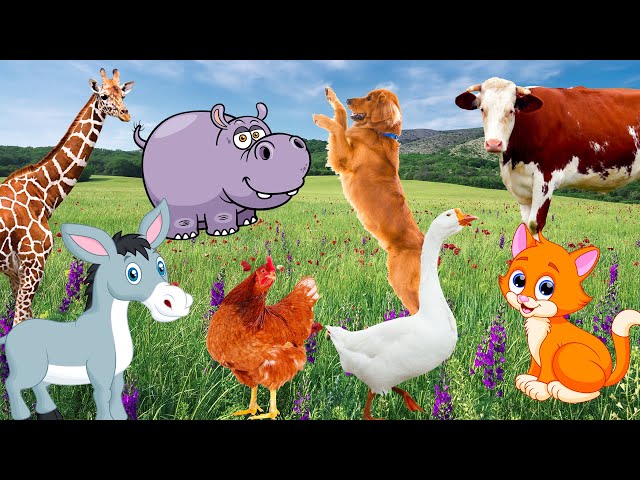 Pictures of animals playing, animal sounds: dogs, cats, cows, horses, elephants, ducks