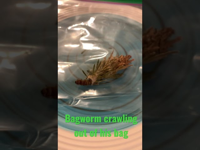 Bagworm Crawls Out Of His Bag