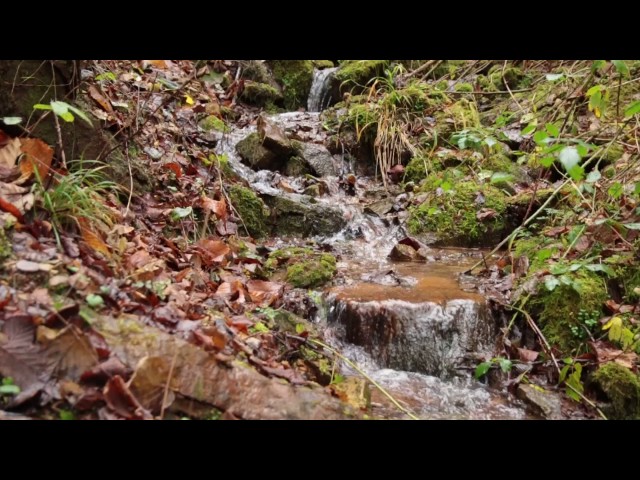 Small Stream with Gentle Sound of Running Water / Relaxing Water Sound 1 Hour