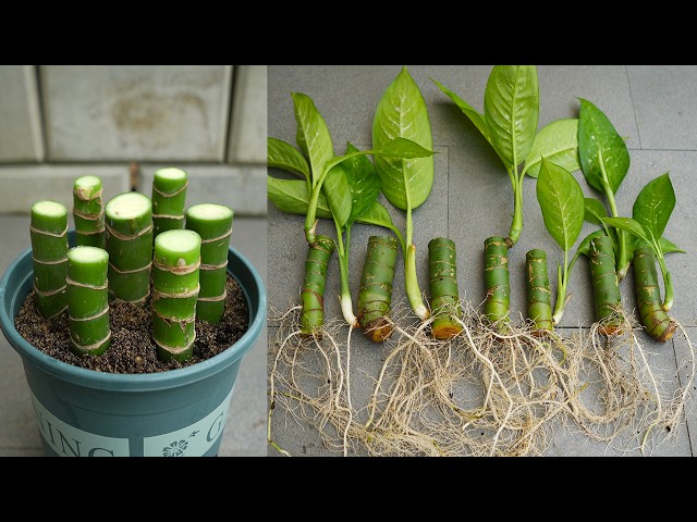 How to grow dieffenbachia from cuttings, propagate dumb cane