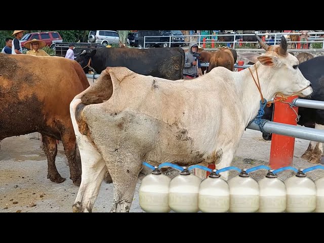 Amazing transportation of newborn calves | Funny moments on the farm | How to make money milking