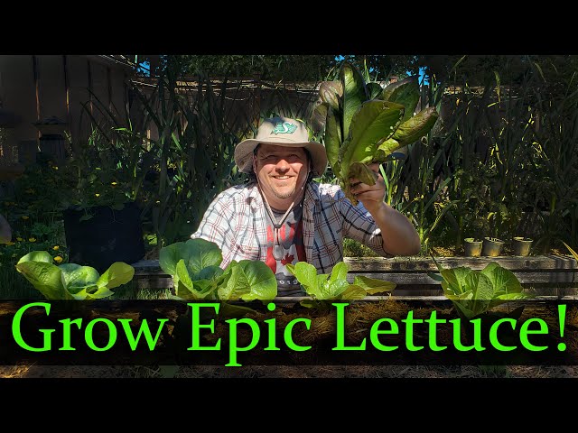 Growing Lettuce - The Definitive Guide For Beginners