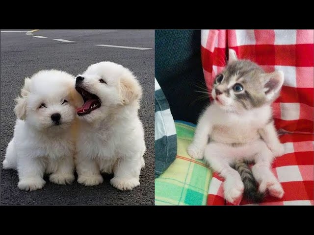 Funny Animals - Cute and Funny Animals Videos Compilation