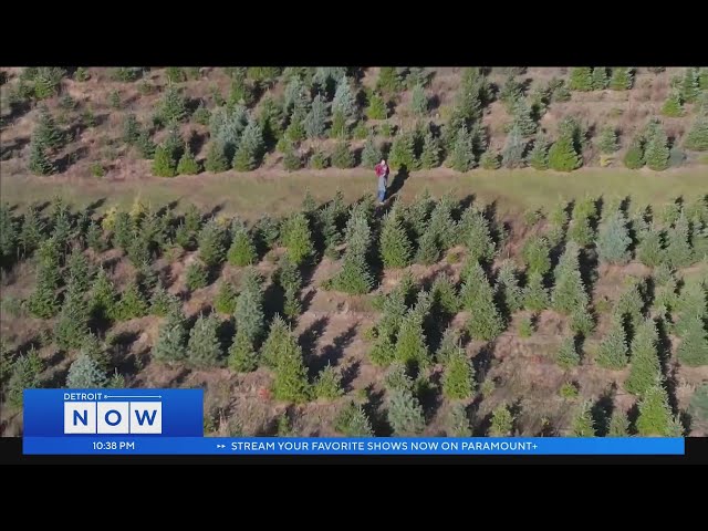 Science of Weather: Christmas Tree Farming