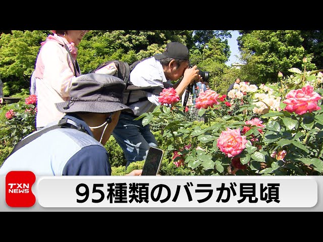 95種類のバラ　見ごろ迎える　東京・北区の旧古河庭園（2024年5月11日）