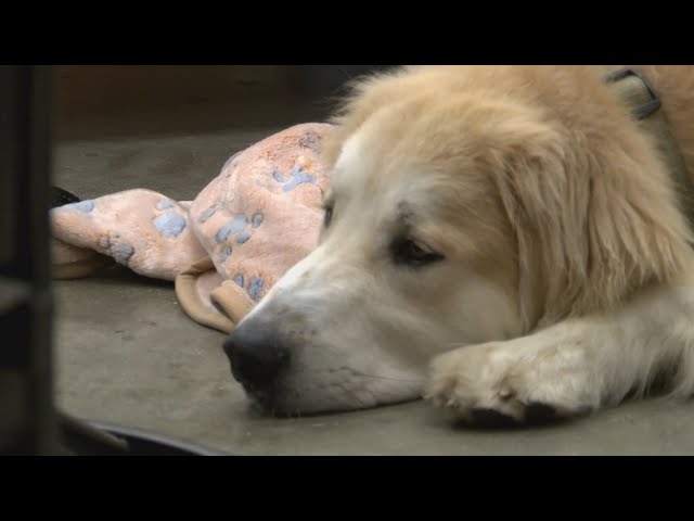 Tell Me Something Good: How a dog left for dead is helping a Willard veteran